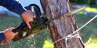 Best Tree Cabling and Bracing  in Bushnell, IL