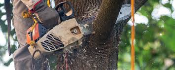  Bushnell, IL Tree Services Pros