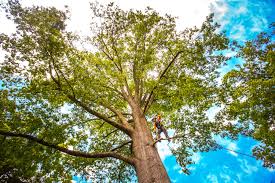 Best Seasonal Cleanup (Spring/Fall)  in Bushnell, IL