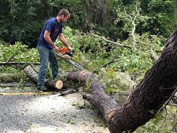 Why Choose Our Tree Removal Services in Bushnell, IL?