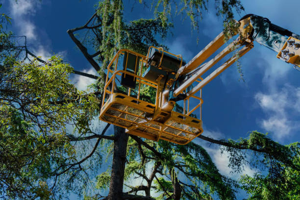 Reliable Bushnell, IL  Tree Services Solutions