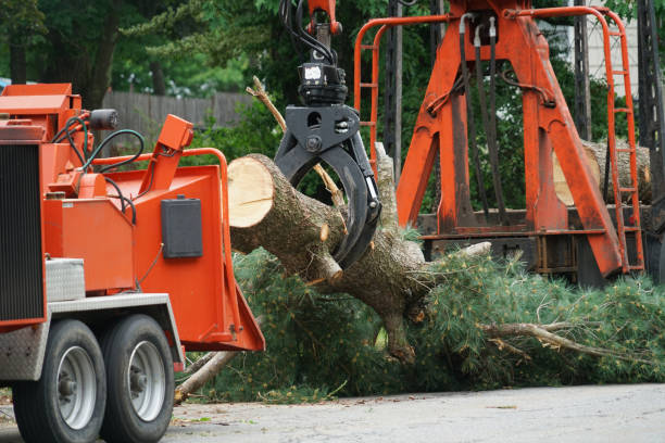 Best Fruit Tree Pruning  in Bushnell, IL