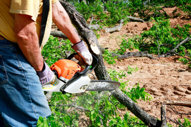 Best Tree Mulching  in Bushnell, IL